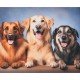 Алмазна мозаїка без підрамника "Три вірних друга" SK88269, 40х50 см
