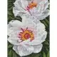 Алмазна мозаїка "Білі півонії" AMO7753 30х40 см