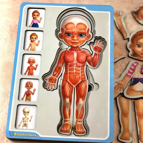 Дерев'яний пазл-вкладиш "Анатомія людини – дівчинка" Ubumblebees (ПСФ025) PSF025 будова тіла