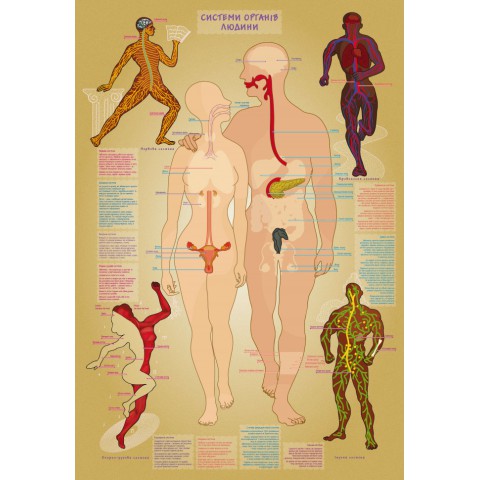 Дитяча навчальна гра з багаторазовими наклейками "Тіло людини" KP-004y укр. мовою