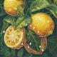 Алмазна мозаїка "Жовті лимони" BH023 неповна викладка 25х25 см