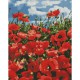 Алмазна мозаїка "Дивовижні маки" Ідейка AMO7056 40х50 см