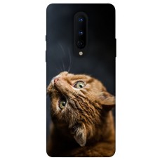 TPU чехол Demsky Рыжий кот для OnePlus 8