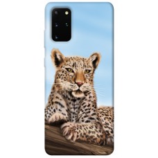 TPU чохол Demsky Proud leopard для Samsung Galaxy S20+