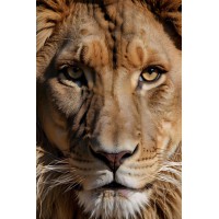 Дерев'яний фігурний пазл Могутній король, А2, Картонна коробка 300+ елементів