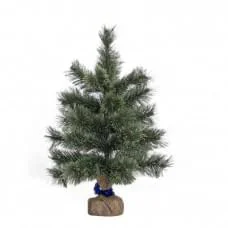 Сосна Лапландія 60 см 903347